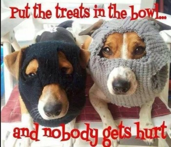 Dog bandits