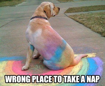 FF Rainbow Doggy
