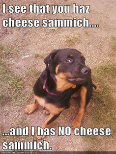 Cheese sammiches