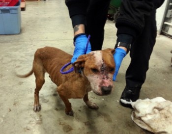 Picture courtesy Pawsibilities, Humane Society of Greater Akron via the Beacon Journal