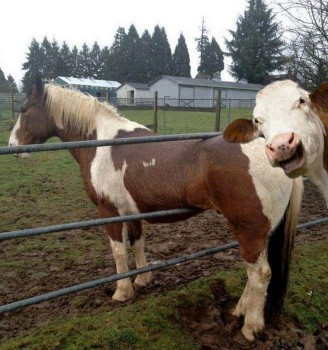 Photo bombed by a cow