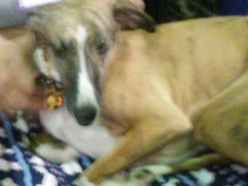 And last, but not least, the Whippet.