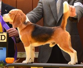 15" Beagle Coolio