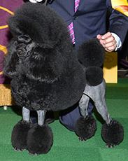 (Photo:  Westminster Kennel Club)