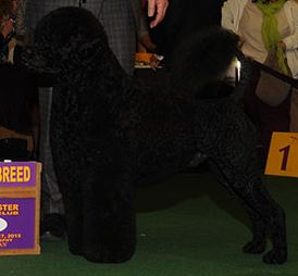 Matisse (Photo:  Westminster Kennel Club)