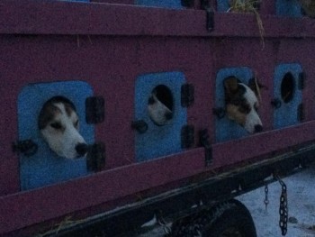 Idit Dogs