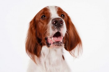 Irish Red_White Setter