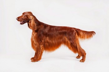 Irish Setter