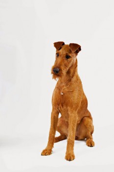 Irish Terrier