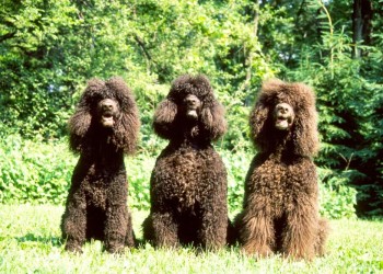 Irish Water Spaniel