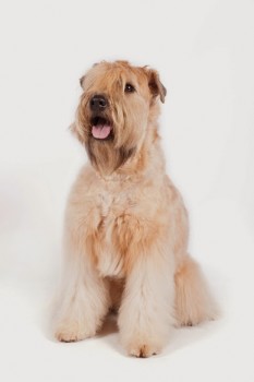 Irish Wheaten