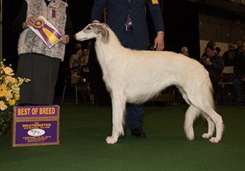 Best in the Hound Group, the Borzoi named Lucy