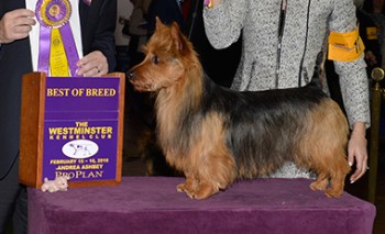 The Australian Terrier, Temora Say It With Bacon