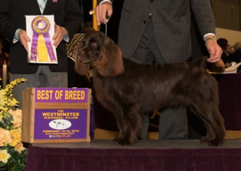 The Boykin Spaniel, Larley's Nothing But The Truth
