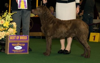 The Chesapeake Bay Retriever, Chesastar Hudson Bay 