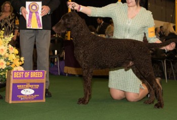 The Curly Coated Retriever, Sun Devil Ive Gotta Feeling for CudyNCae