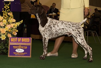 The German Shorthaired Pointer, Vjk-Myst Garbonita's California Journey