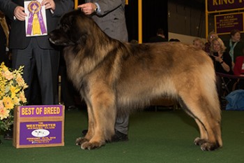 The Leonberger, Khaimas' From Me to You