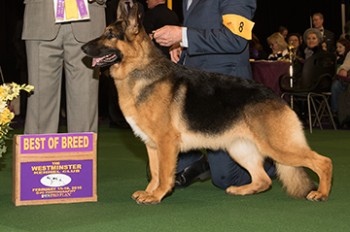 Best of the Herding Group, the German Shepherd Dog named Rumor