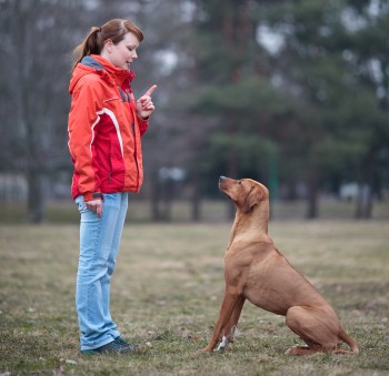 Master and her obedient (rhodesian ridgeback) dog