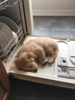 Puppy Dishwasher