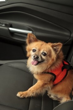 Dog in seatbelt