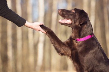 dog gives paw