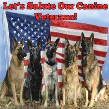Canine Vets