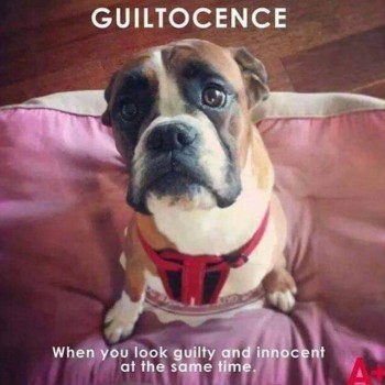 guiltocence