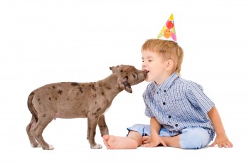 Pit bull puppy kisses the boy