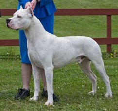  Dogo Argentino, a big game hunter from ArgentinaCredit:  AKC.org