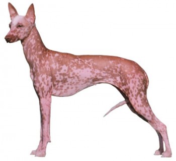 The only dog in the Miscellaneous class not being shown this weekend is the Peruvian Inca Orchid, a hairless sight hound from Peru.Credit:  AKC.org