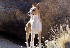Portuguese Podengo (Only the Pequeno or small variety is currently recognized.  The medio and grande varieties remain in the Miscellaneous class.) The Podengo is a pack hunter from Portugal.Credit:  AKC.org