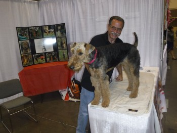 airedale