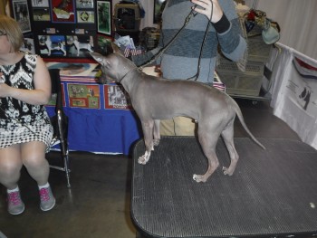 American Hairless Terrier