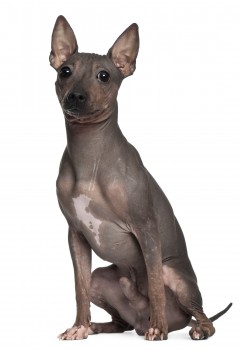 American Hairless Terrier, 6 Months Old, Sitting In Front Of Whi