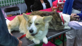 cardigan-welsh-corgi