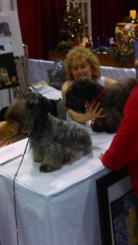 cesky-terrier