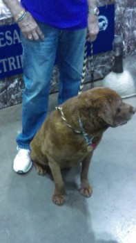 chesapeake-bay-retriever