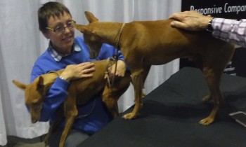 cirneco-delletna