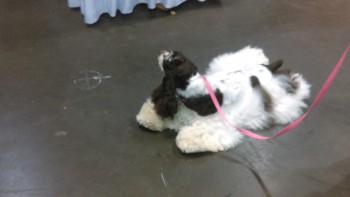 cocker-spaniel