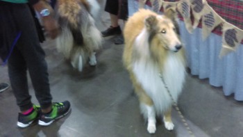 collie-rough
