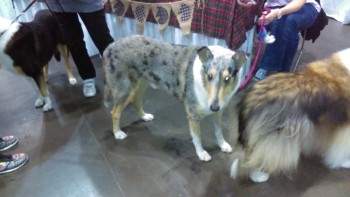 collie-smooth