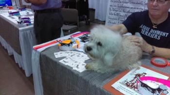dandie-dinmont