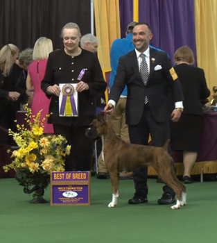 Devlin, pictured here winning his breed at Westminster.  Photo courtesy:  Mephisto Boxers Facebook page