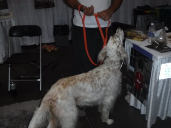 english-setter