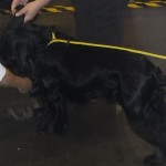 field-spaniel