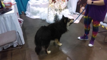 finnish-lapphund
