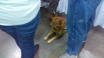 finnish-spitz