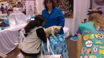 french-bulldog